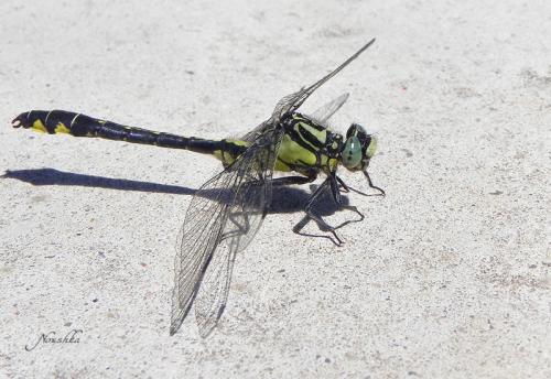 Réf. 70 211 : Gomphus vulgatissimus