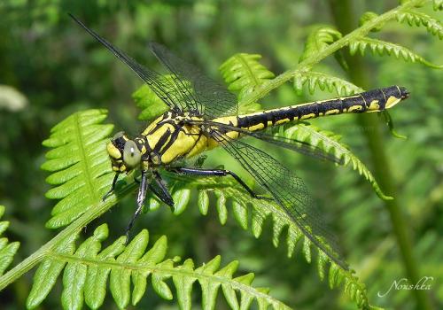 Réf. 70 467 : Gomphus vulgatissimus