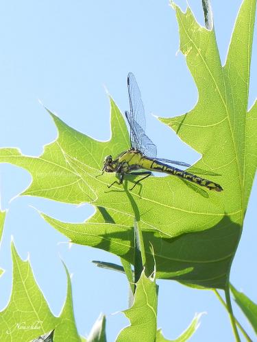 Réf. 70 466 : Gomphus vulgatissimus