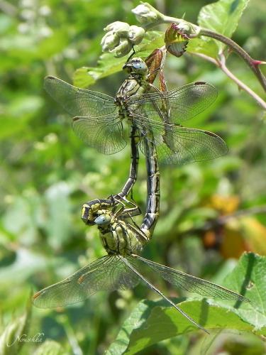 Gomphus pulchellus