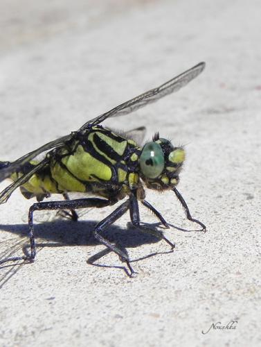Réf. 70 212 : Gomphus vulgatissimus