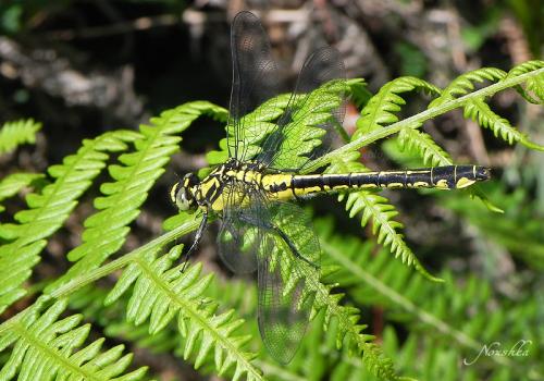 Réf. 70 468 : Gomphus vulgatissimus