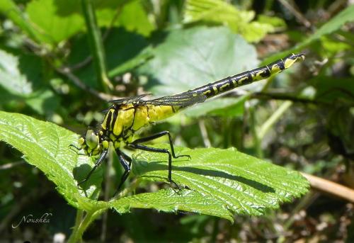 Réf. 70 156 : Gomphus vulgatissimus