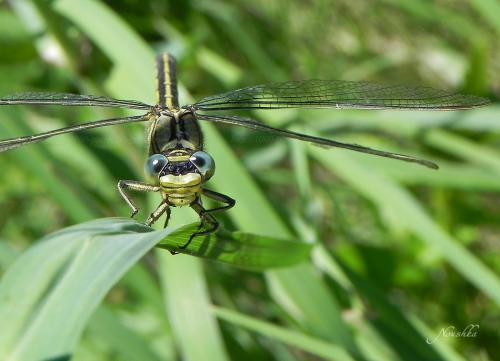 Gomphus pulchellus