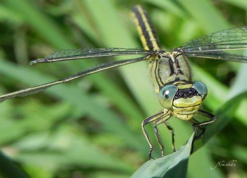 Gomphus pulchellus