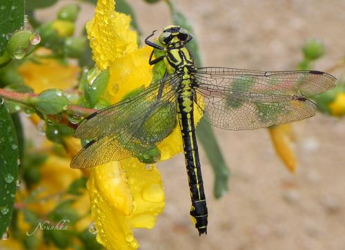 Réf. 70 762 : Gomphus vulgatissimus