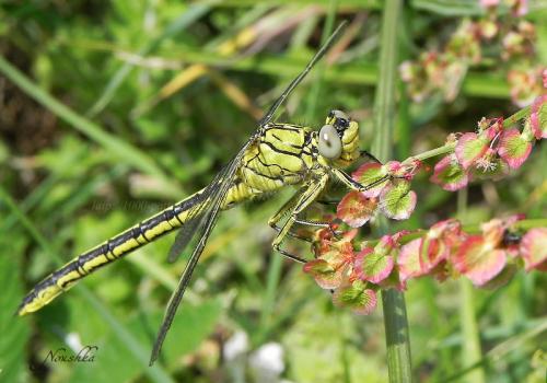 Gomphus pulchellus