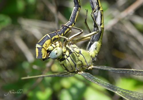 Gomphus pulchellus