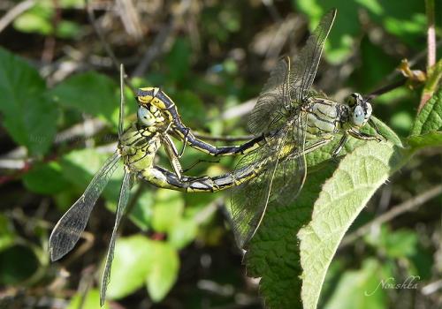 Gomphus pulchellus
