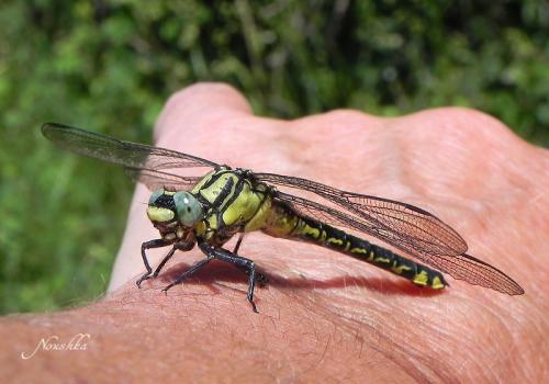 Gomphus vulgatissimus