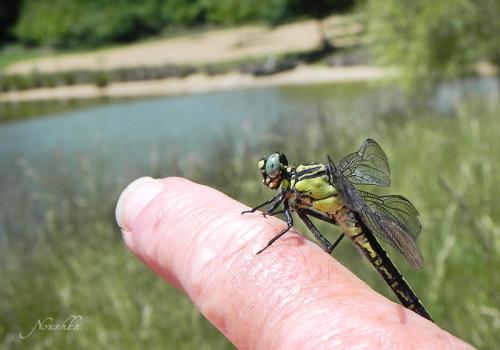 Gomphus vulgatissimus