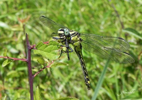 Réf. 70 915 : Gomphus vulgatissimus