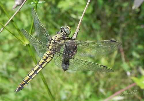 Orthetrum cancellatum