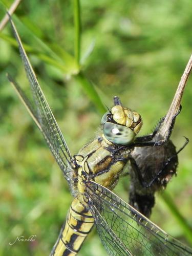 Orthetrum cancellatum
