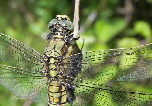 Orthetrum cancellatum