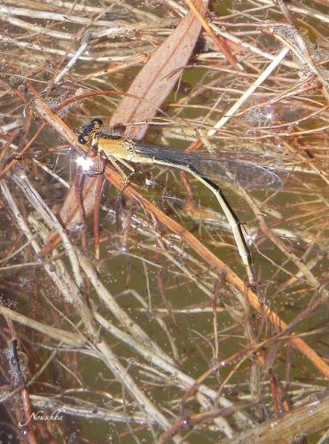 Ischnura elegans