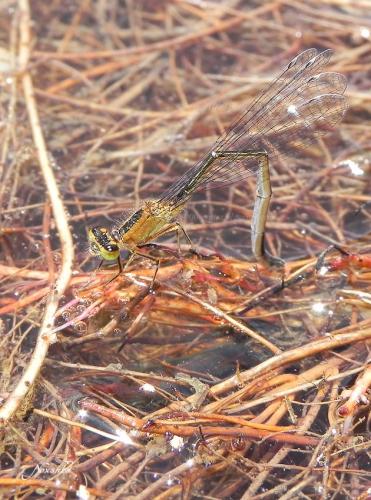Ischnura elegans