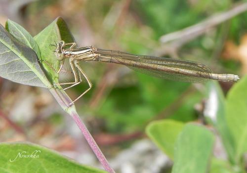 Platycnemis sp.