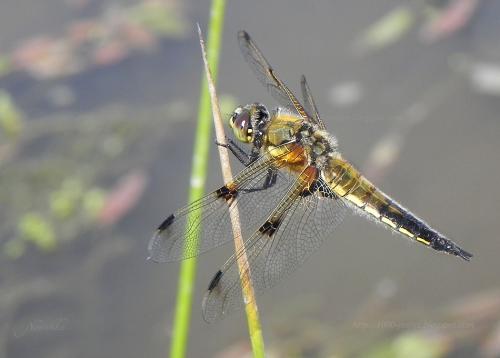 Réf. 70 658 : Libellula quadrimaculata