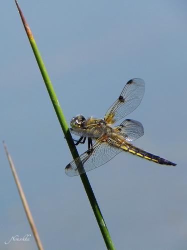 Réf. 70 660 : Libellula quadrimaculata