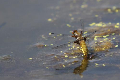 Réf. 70 380 : Libellula depressa