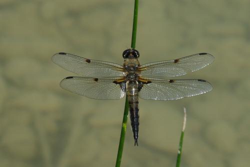 Réf. 70 579 : Libellula quadrimaculata