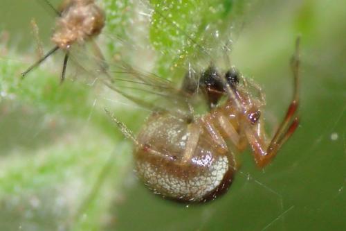 Réf. 70 513 : Anelosimus vittatus