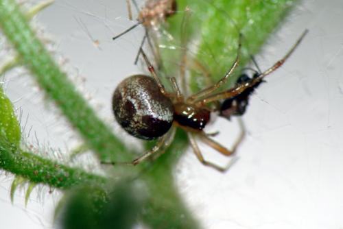 Réf. 70 514 : Anelosimus vittatus