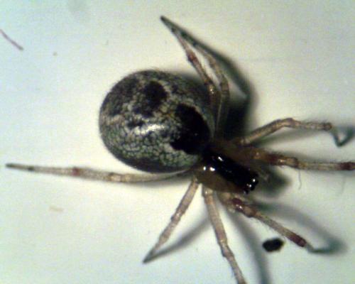 Réf. 70 515 : Anelosimus vittatus