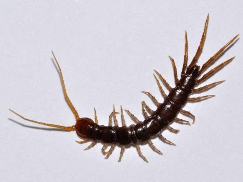 Lithobius forficatus