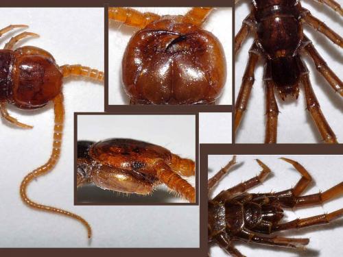 Lithobius forficatus