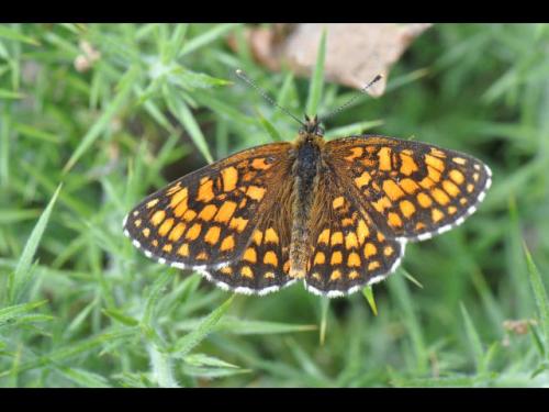 Melitaea athalia athalia