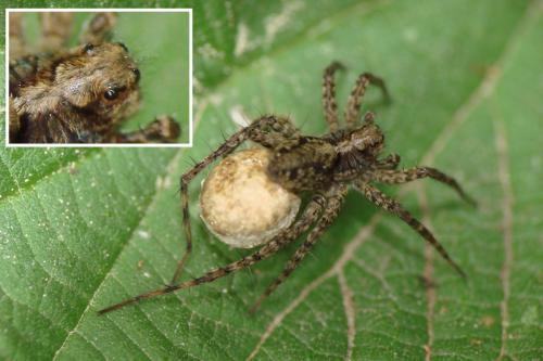 Pardosa sp.