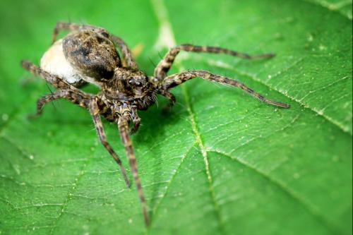 Pardosa sp.