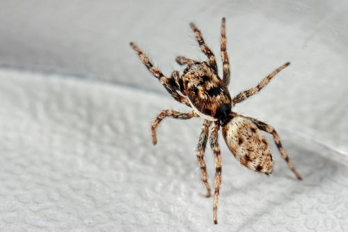 Salticus mutabilis