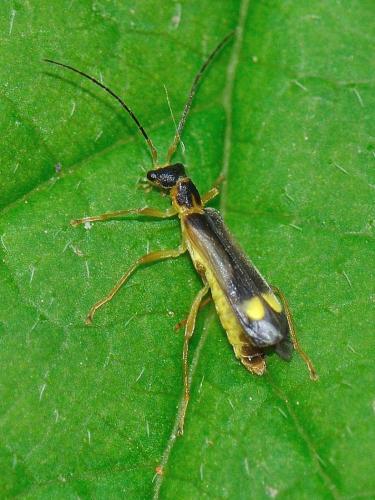 Malthinus flaveolus