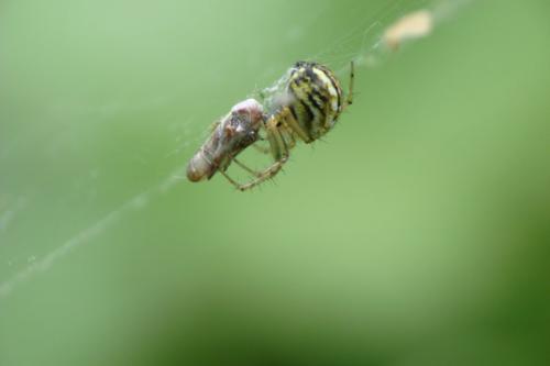 Mangora acalypha