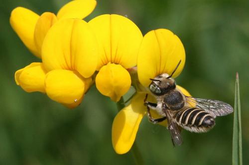 Megachile sp.