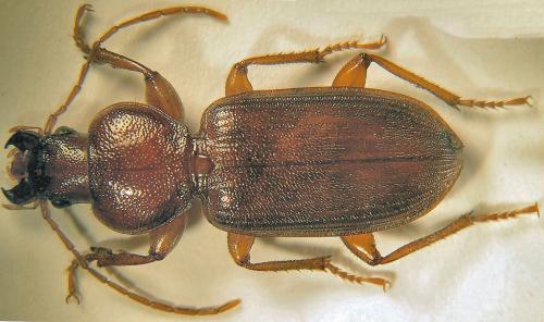 Graniger cordicollis
