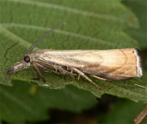Réf. 70 942 : Chrysoteuchia culmella
