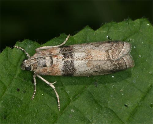 Sciota rhenella