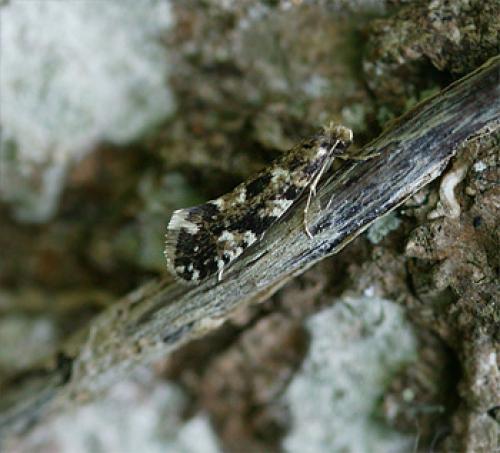 Réf. 70 927 : Nemapogon cloacella