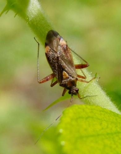 Closterotomus fulvomaculatus