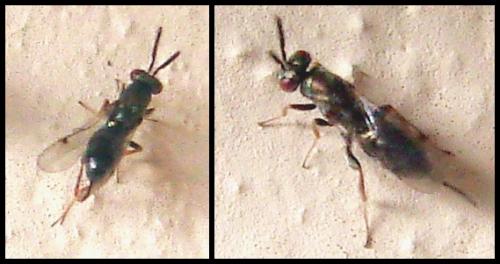 Monodontomerus sp.