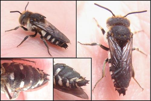Réf. 70 025 : Coelioxys conoidea