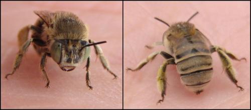 Réf. 70 770 : Anthophora bimaculata