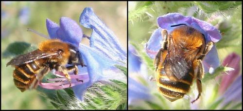 Réf. 70 027 : Osmia aurulenta