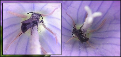 Chelostoma campanularum
