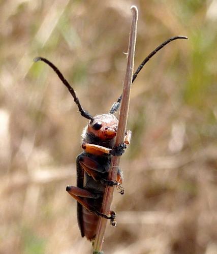 Phytoecia rubropunctata