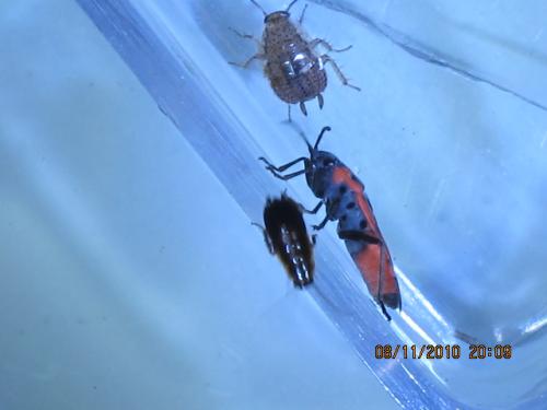 Melanocoryphus albomaculatus